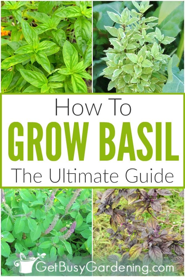 How To Grow Basil: The Ultimate Guide