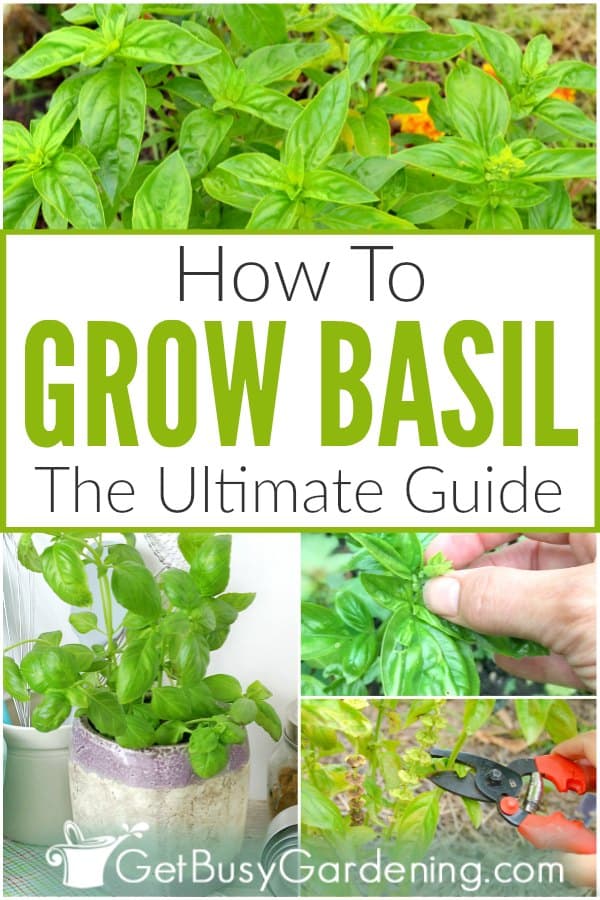 How To Grow Basil: The Ultimate Guide