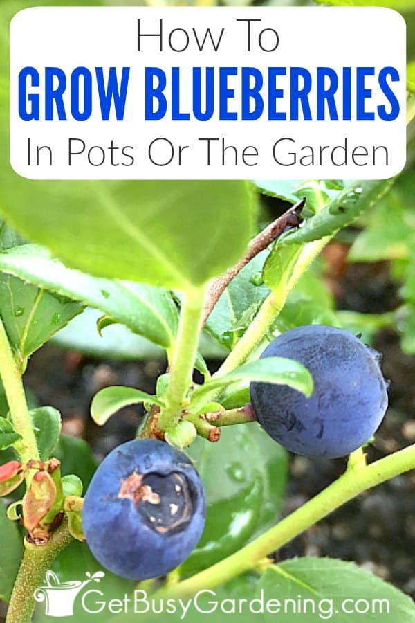 How To Grow Blueberries In Pots Or The Garden