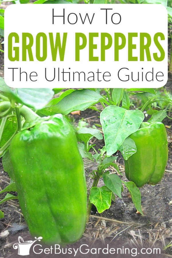 How To Grow Peppers: The Ultimate Guide