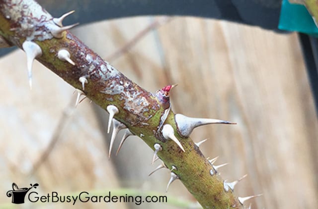 New buds forming on rose bush in spring
