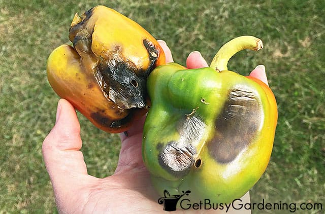 Peppers rotting from blossom end rot