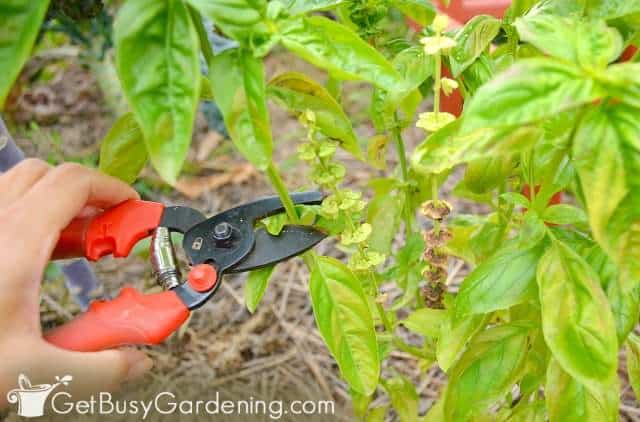 Pruning basil plant