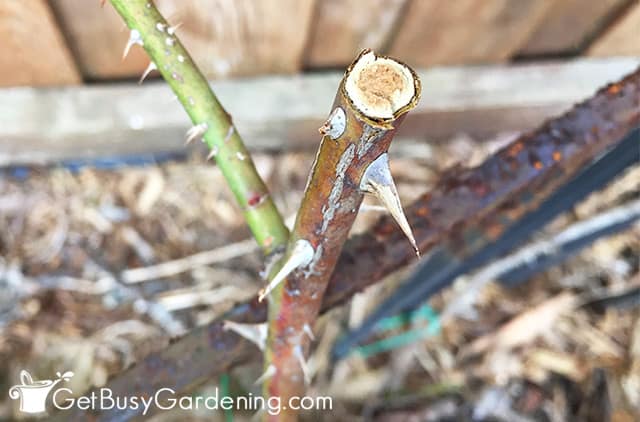 1st Step in Pruning: Removing dead rose branches