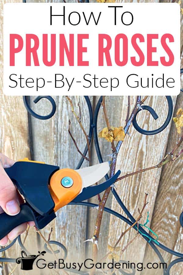 How To Prune Roses: Step-By-Step Guide