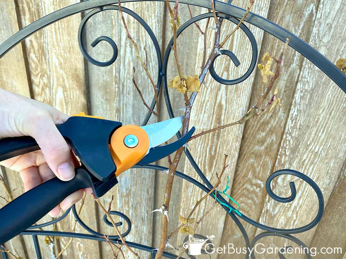 Pruning roses and cleaning your shears: What to do in the garden