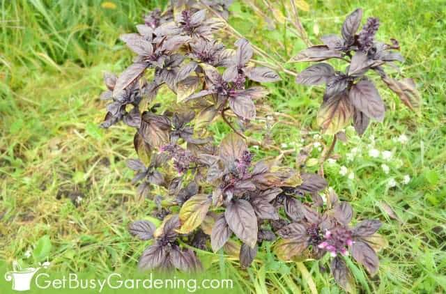 Purple basil plant