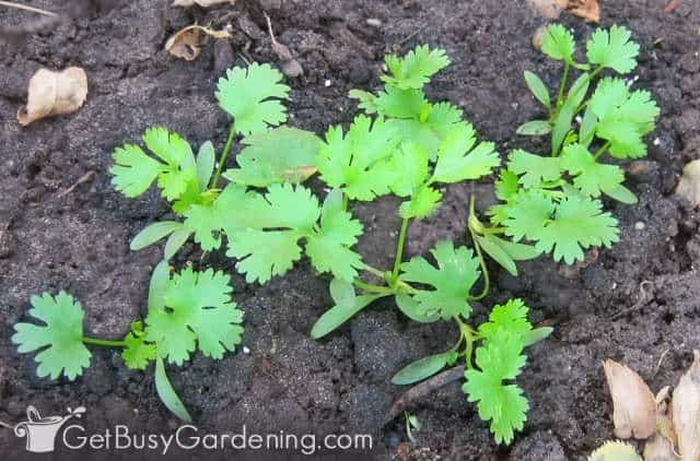Baby cilantro starts beginning to grow