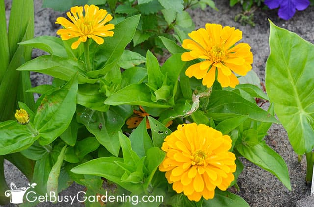 Bright yellow zinnia flowers