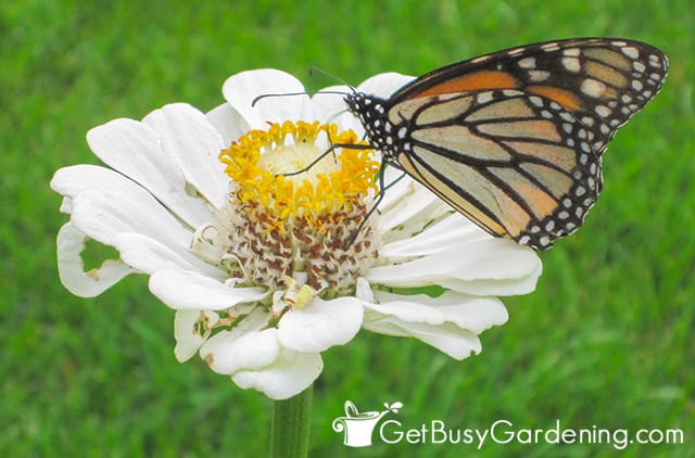 Butterfly feeding on zinnia pollen