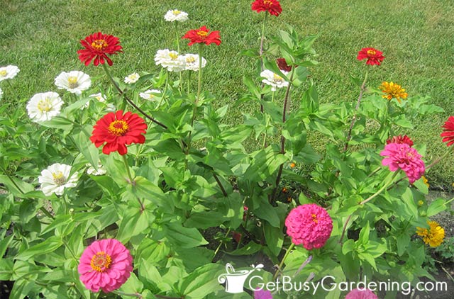 Different types of zinnias