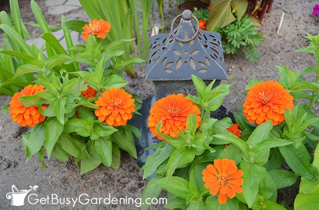 Double orange dwarf zinnias