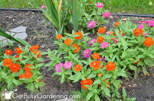 Dwarf varieties of zinnias in the garden