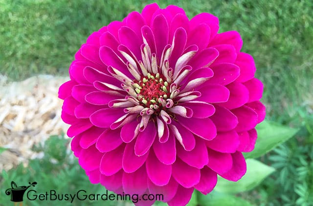 Gorgeous double pink zinnia bloom