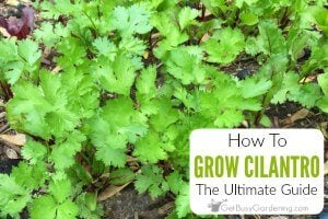 How To Grow Cilantro (Coriander) Plants
