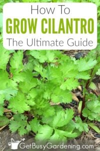 Growing Cilantro - How To Care For Coriander Plant - Get Busy Gardening