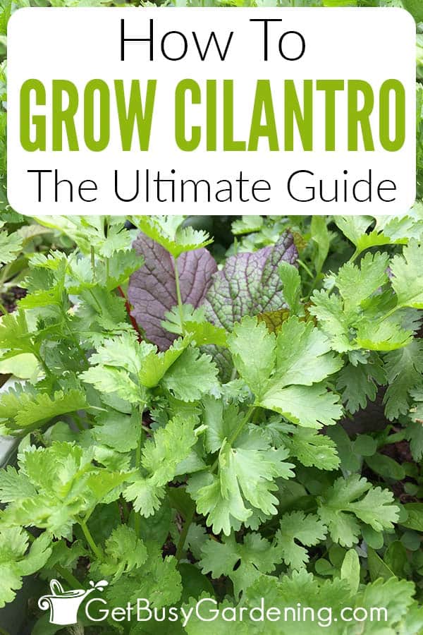 How To Grow Cilantro The Ultimate Guide