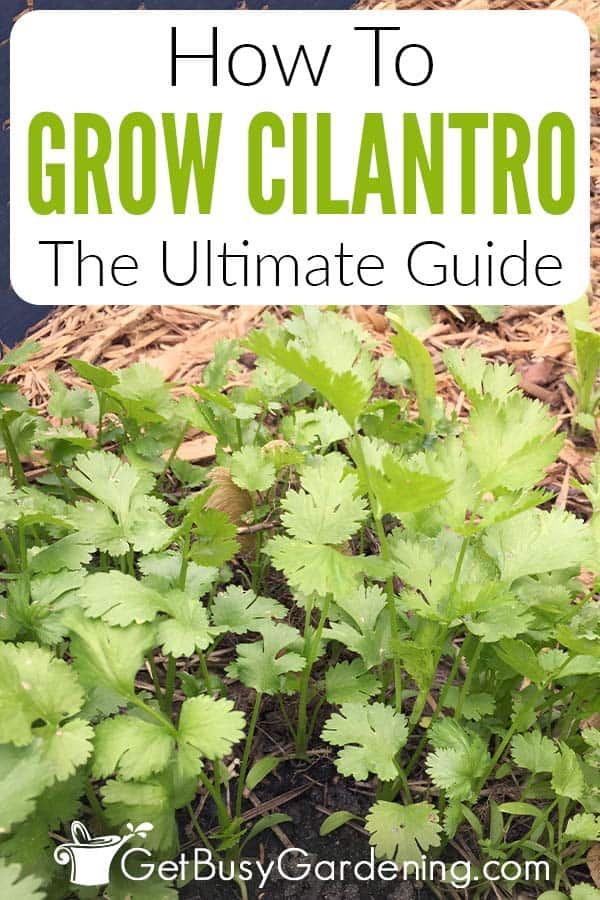 How To Grow Cilantro The Ultimate Guide