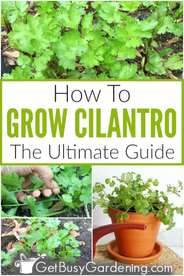 How To Grow Cilantro: The Ultimate Guide