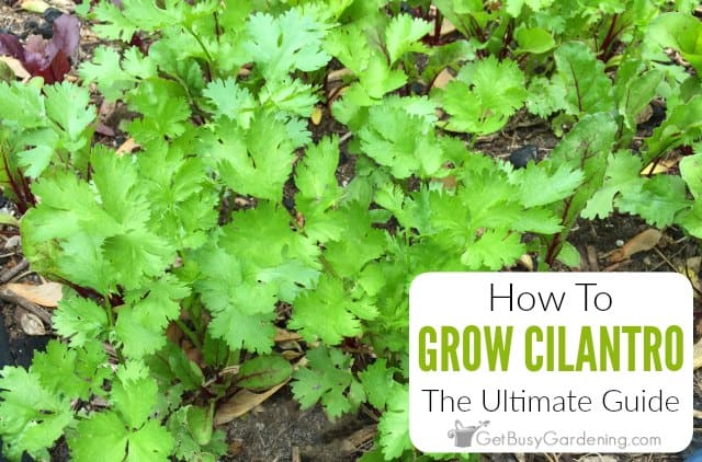 How To Grow Cilantro (Coriander) Plants