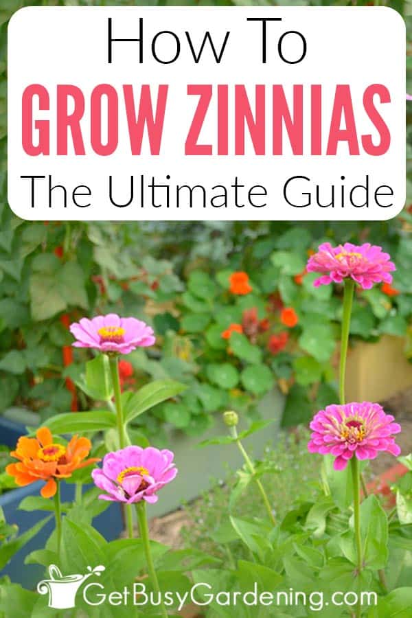 How To Grow Zinnias: The Ultimate Guide