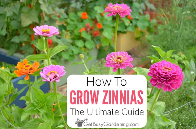 How To Grow Zinnias: The Ultimate Guide