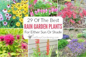 29 Rain Garden Plants For Sun Or Shade