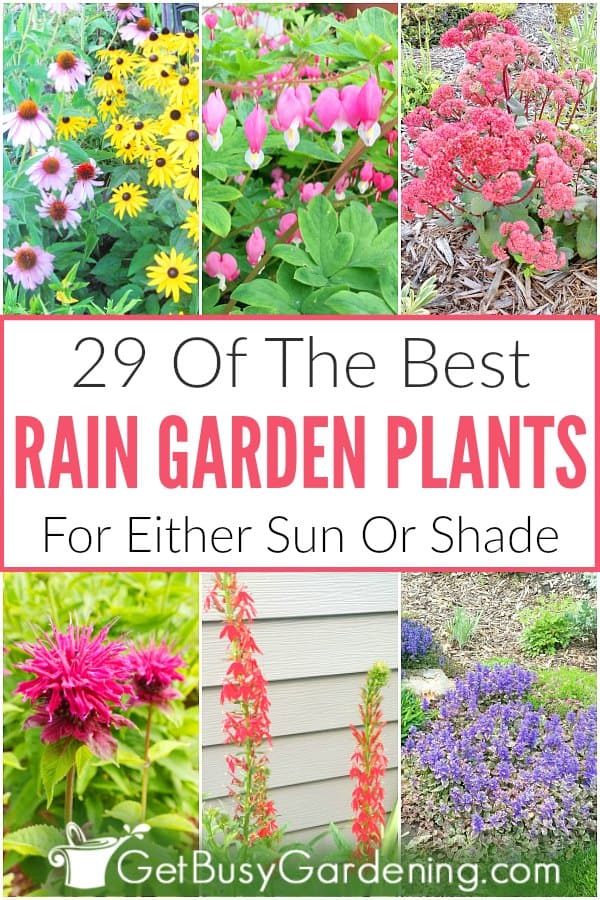 29 Of The Best Rain Garden Plants For Either Sun Or Shade