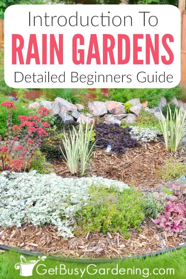 Introduction To Rain Gardens: Detailed Beginners Guide