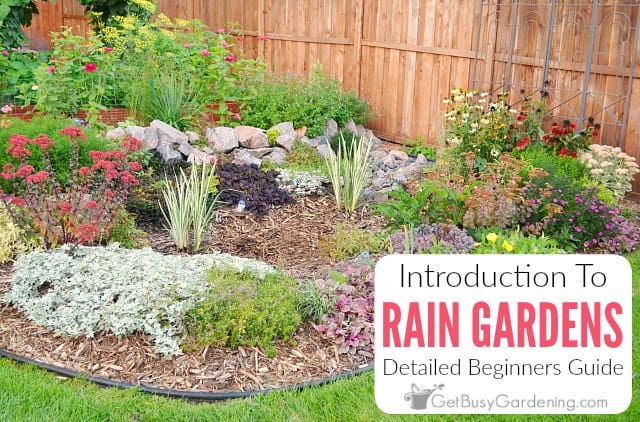 Rain Gardens: A Detailed Guide For Beginners - Get Busy Gardening