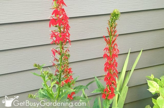 Red cardinal flower shade basin plant