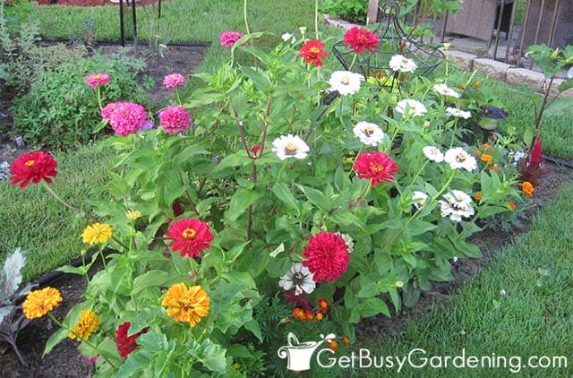 Various zinnia flower colors