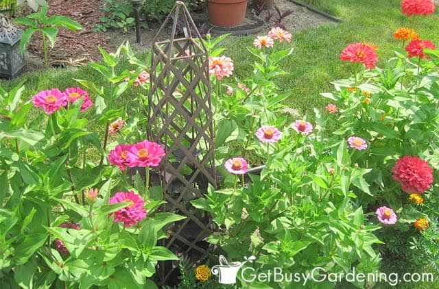 Zinnia plants growing in my garden