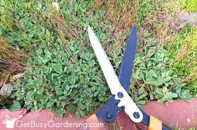 Cutting back perennials with hedge shears