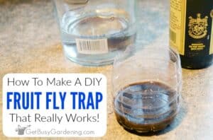 How To Make A Homemade DIY Fruit Fly Trap - Get Busy Gardening