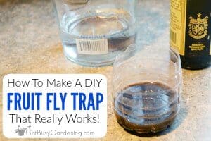 How To Make A Homemade DIY Fruit Fly Trap