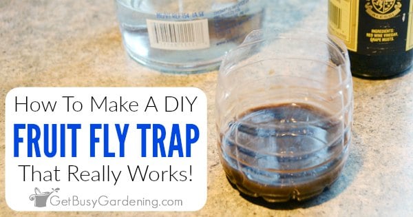 How To Make A Homemade DIY Fruit Fly Trap - Get Busy Gardening