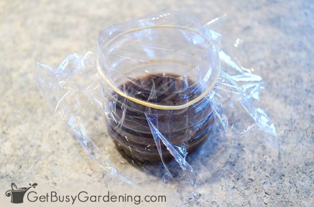 DIY Fruit Fly Trap for Getting Rid of Fruit Flies - The Homespun Hydrangea