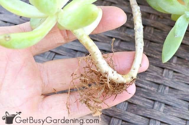 New roots growing on plant stem