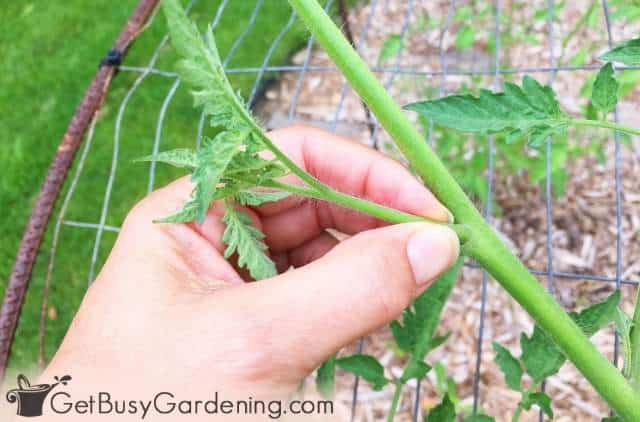 Pinching tomato plants to increase yield