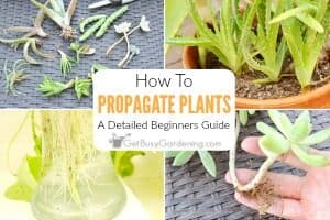 Plant Propagation: A Detailed Guide For Beginners