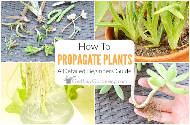 How To Propagate Plants: A Detailed Beginners Guide