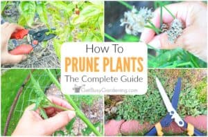 Pruning Plants: The Complete Step-by-step Guide - Get Busy Gardening