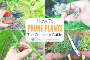 Pruning Plants: The Complete Step-By-Step Guide