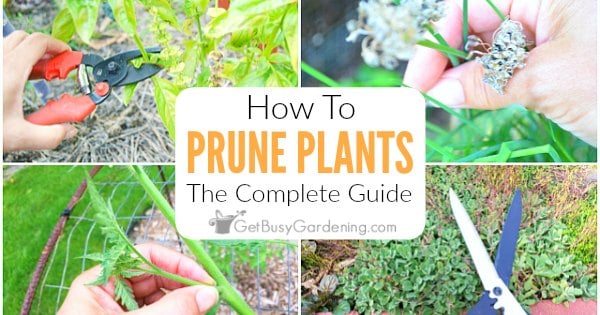 Pruning Plants: The Complete Step-By-Step Guide - Get Busy Gardening