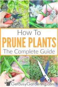 Pruning Plants: The Complete Step-By-Step Guide - Get Busy Gardening