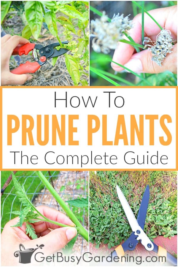 How To Prune Plants: The Complete Guide