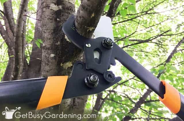 Using a lopper tool to prune tree branches