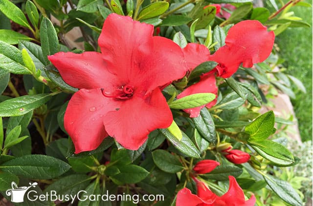 Azalea shrub with red blooms