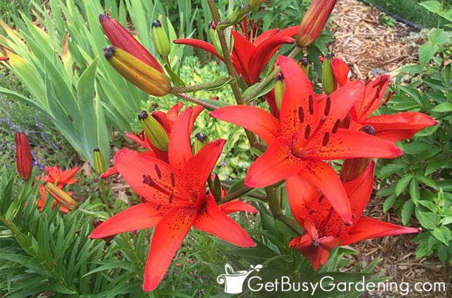 Beautiful red asiatic lily flowers